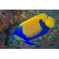 thumbnail image 2 of Shimlock, Jones 32x23 White Modern Wood Framed Museum Art Print Titled - Indonesia, Raja Ampat Blue-girdled angelfish, 2 of 4
