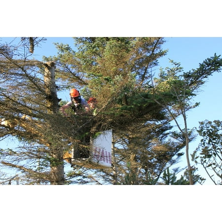 LAMINATED POSTER Cutting Trees Cherry Picker Tree Surgery Chainsaw Poster Print 11 x