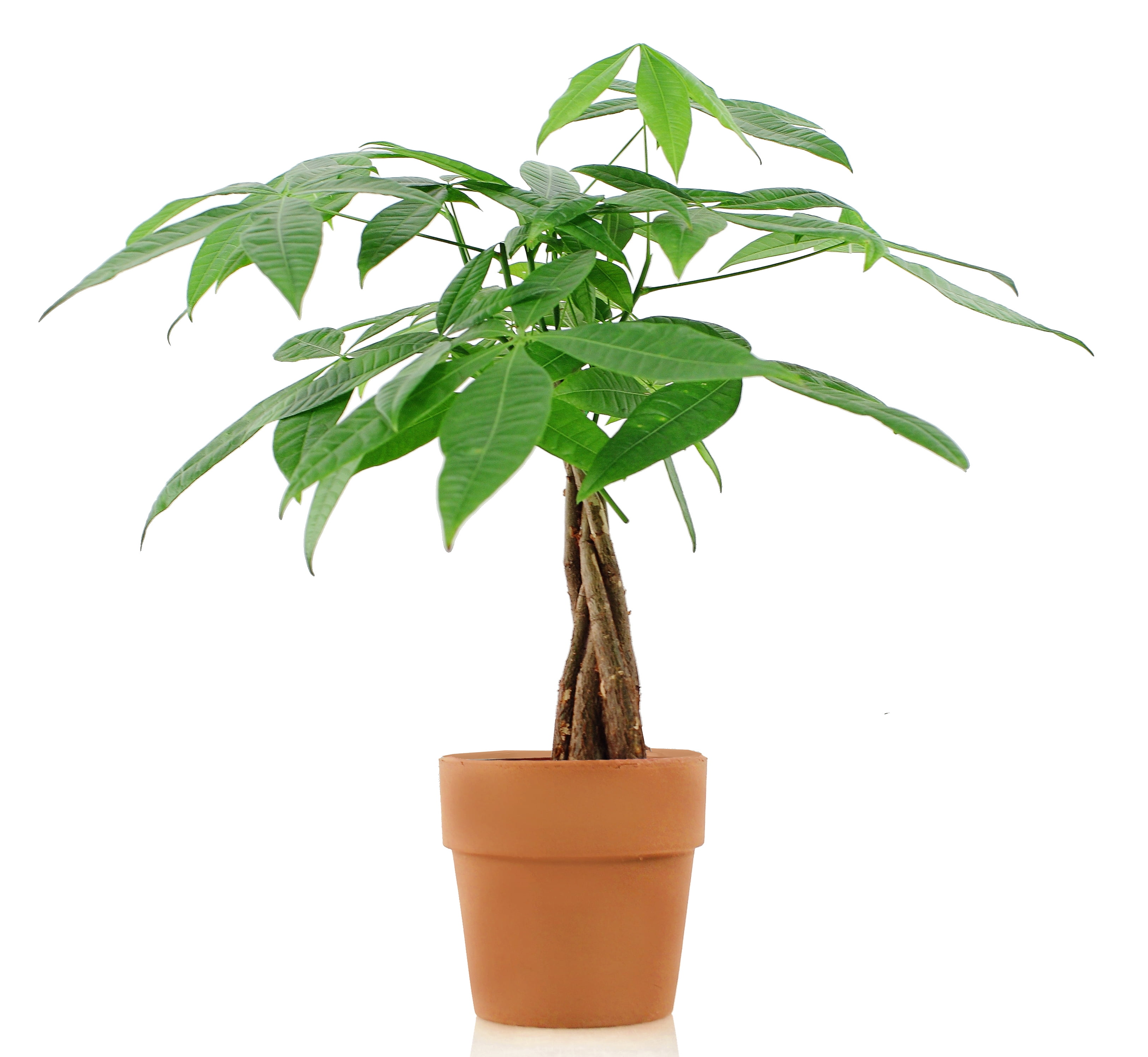Easy Care Money Tree - Walmart.com - Walmart.com