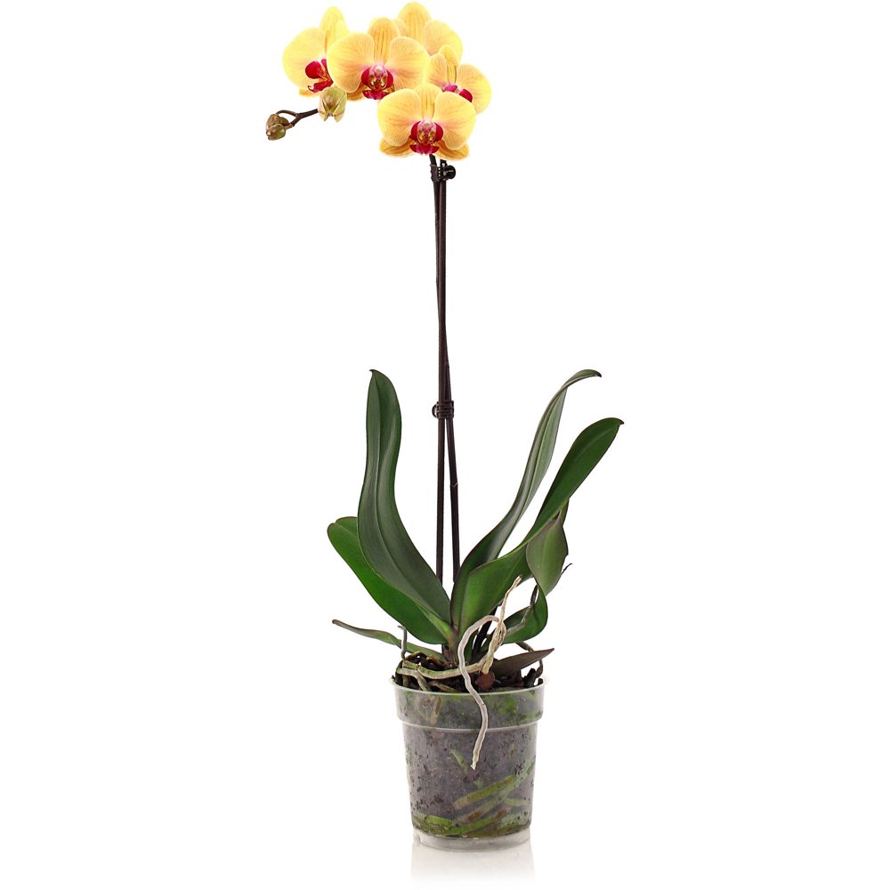 5" Phalaenopsis Orchid in Assorted Colors