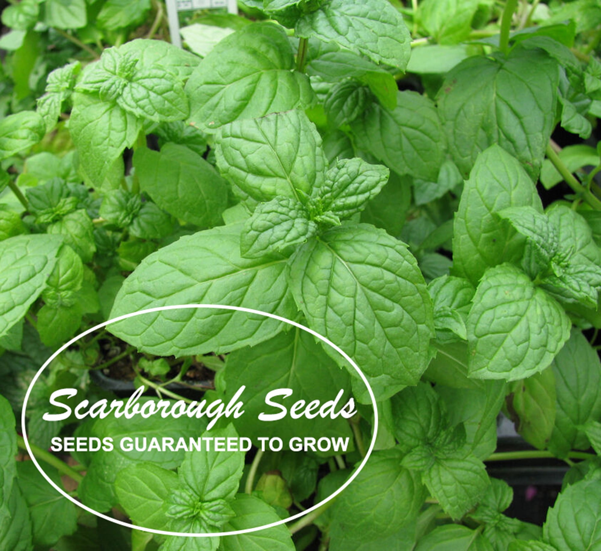 Rare Heirloom Perennial Herb Greek Mint Peppermint ~300 Top Quality Seeds 