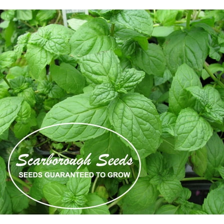 Scarborough Seeds 500 count - Lemon Basil - Herb Seeds - Non-GMO - Annual -Light requirement: Full Sun