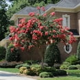 thumbnail image 7 of Brighter Blooms - Tuscarora Crape Myrtle, 3-4 ft. - No Shipping To AK, AZ, HI, OR, 7 of 7