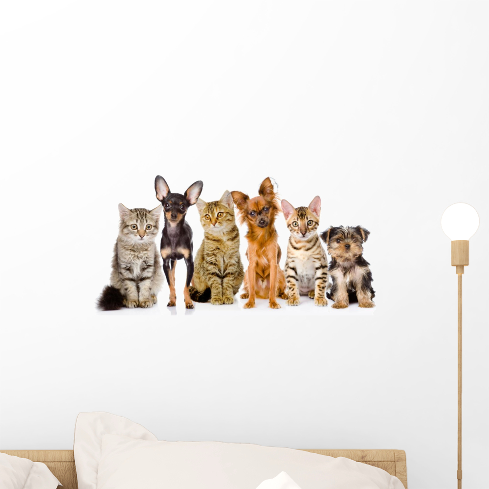 Group Cats and Dogs Wall Mural Decal by Wallmonkeys Vinyl Peel and Stick Graphic (18 in W x 10