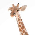 thumbnail image 4 of Simulation Animal Model Kids Educational Toys giraffe side sleeping PL127-1518 size: PL127-413, 4 of 9