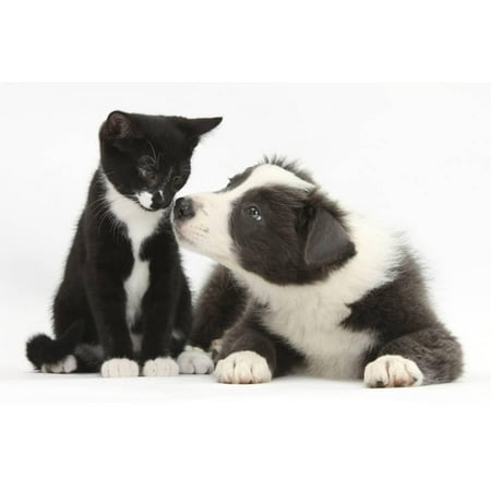 Border Collie Black And White - Blue and White Border Collie Puppy and Black and White Tuxedo Kitten, Tuxie, 11 Weeks Print Wall Art By Mark Taylor
