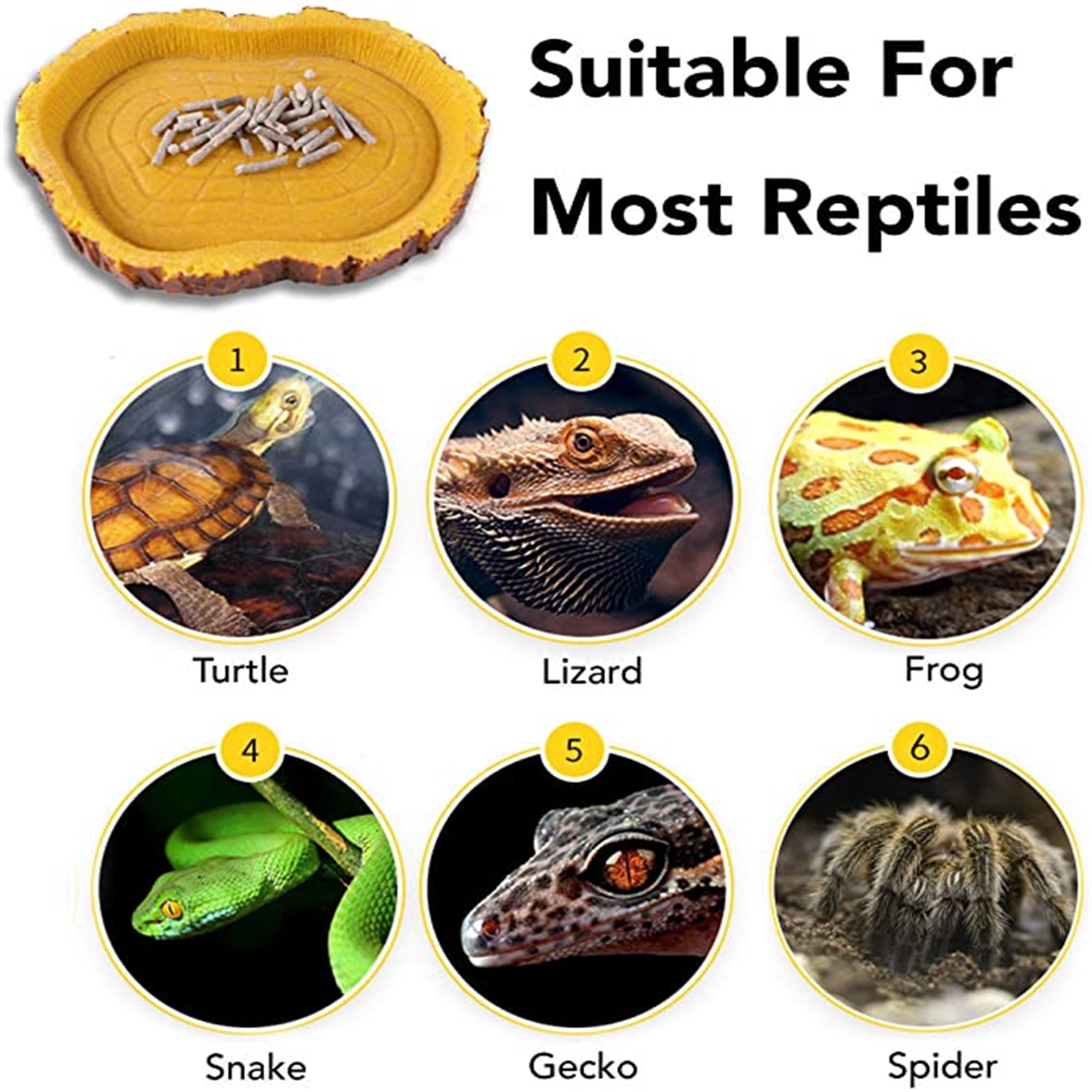 Buy 1 Pack Reptile Food Bowl Reptile Water and Food Bowls, Novelty
