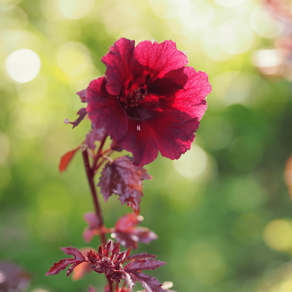 2 Cranberry Hibiscus Plants Live, Hibiscus Flower Plants, Outdoor Growing From 5 Inches
