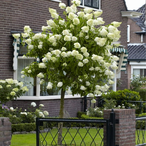 Brighter Blooms - Proven Winners® Limelight Hydrangea Tree, 4-5 ft. - No Shipping to AK, AZ, HI