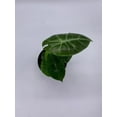 thumbnail image 2 of Alocasia Morocco, Alocasia Reginu, 4 inch, Elephant Ear African Plant, Clear Green, 2 of 7