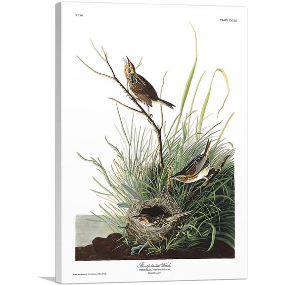 ARTCANVAS Sharp Tailed Finch Canvas Art Print by John James Audubon - Size: 60" x 40" (0.75" Deep) (3-Piece)