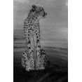 thumbnail image 2 of Wisniowska, Krystina 11x14 Black Ornate Wood Framed with Double Matting Museum Art Print Titled - Cheetah on the Watch, 2 of 4
