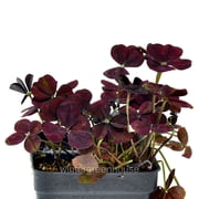 Trifolium Lucky Clover, Coco Mint, Shamrock Clover - Pot Size: 3in (2.6x3.5in) - House Plants