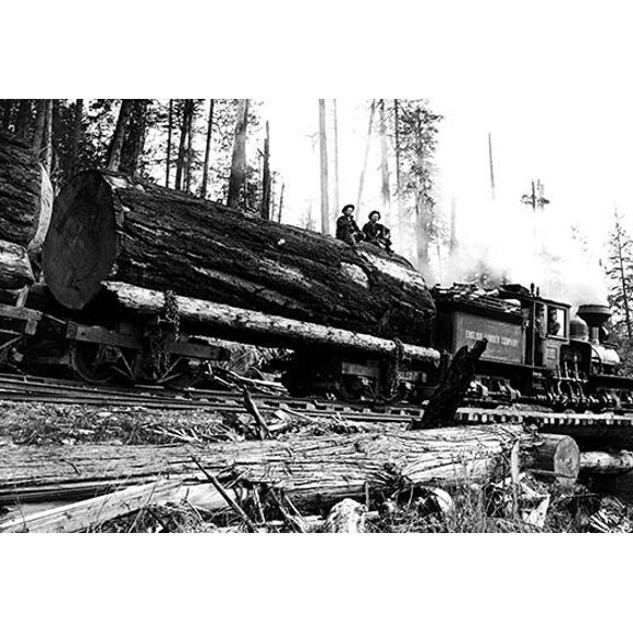 Transporting Fallen Old Growth Fine art canvas print (20" x 30")