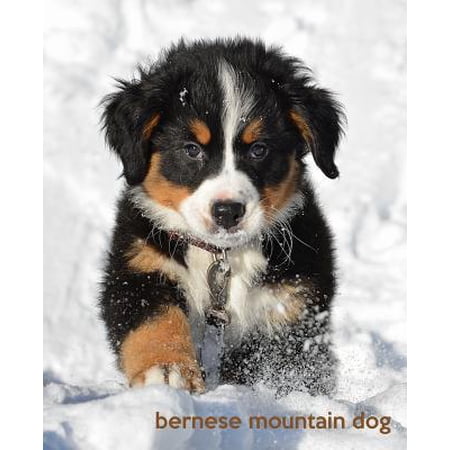Bernese Mountain Dog A Gift Journal For People Who Love Dogs Bernese Mountain Dog Puppy Edition - 