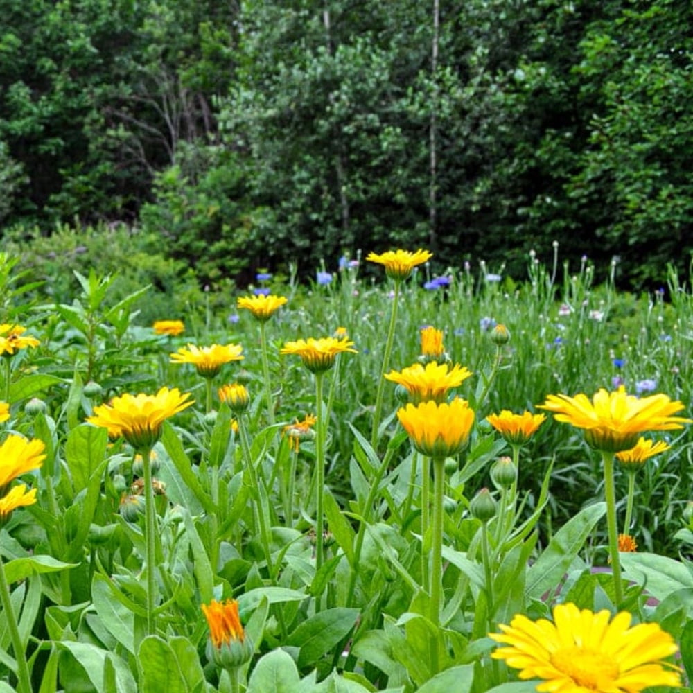 50s Pacific Yellow Calendula Seeds Perennial Non Mix for Planting Pollinator Garden Gardening Sustainable Solutions