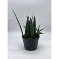 thumbnail image 5 of Sansevieria Boncel Cylindrica 6 inch, Starfish snakeplant, Super Filled Beautiful Snake Plant, 5 of 9
