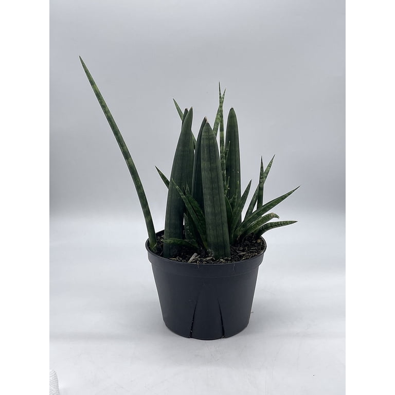 tall indoor plant stand 2-Tier Metal Hanging Plant Stand  Tall Iron Indoor & Outdoor Plant Shelf