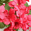 Geranium