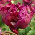 thumbnail image 5 of Easy to Grow Tulip Negrita Parrot 10 Plant Bulbs, Spring Zones 3-8, 5 of 5
