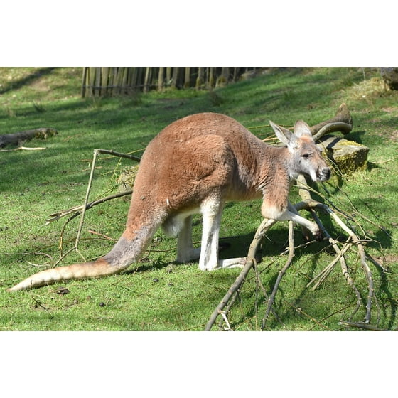 Framed Art For Your Wall Mammal Animal Kangaroo 10x13 Frame Framed Art For Your Wall Mammal Animal Kangaroo 10x13 Frame Com
