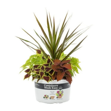 Better Homes & Gardens 1.5gal Multicolor Coleus Live Annual Live Plant Sun
