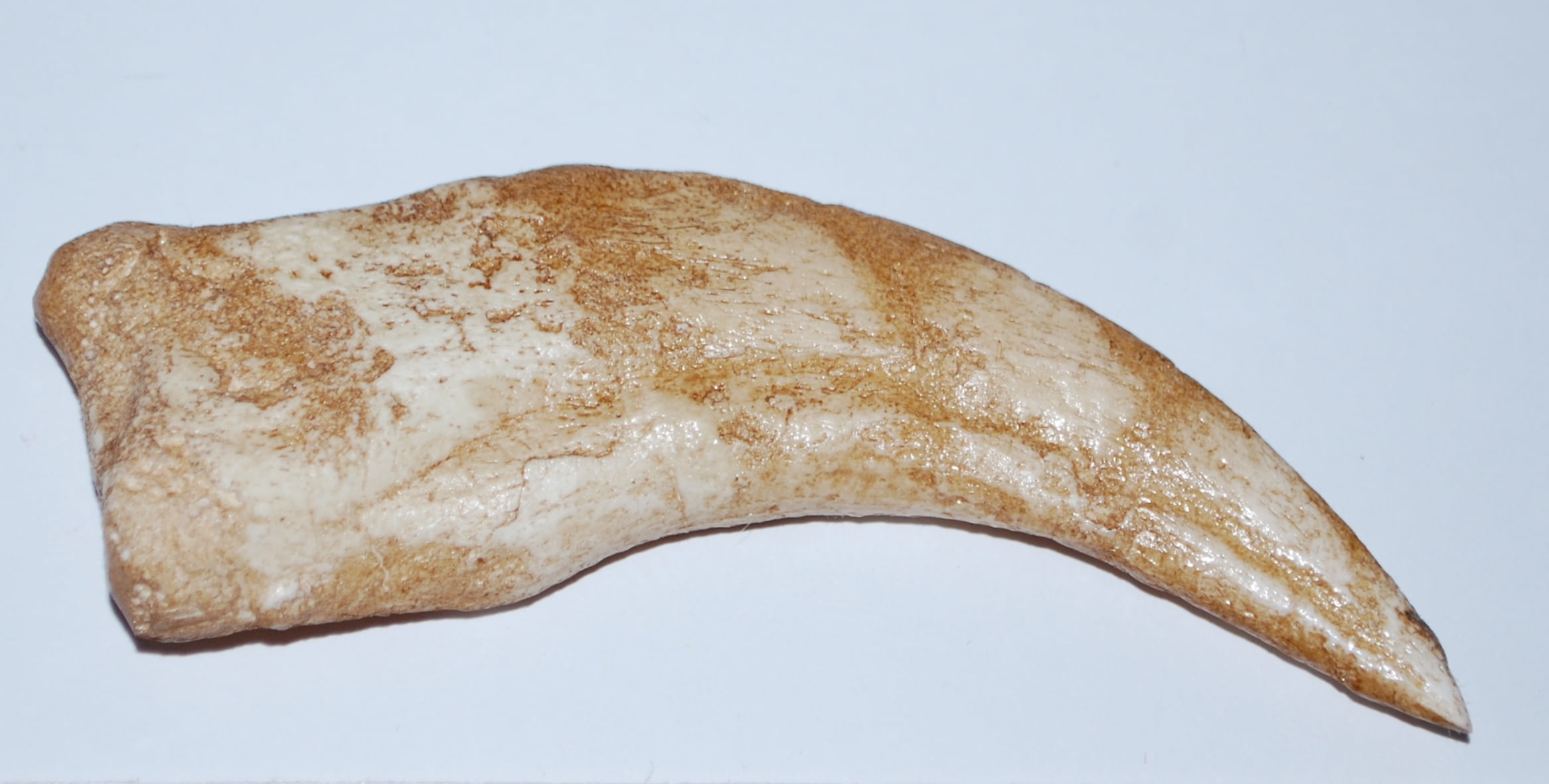 Spinosaurus Dinosaur Hand Claw Cast (REPLICA Claw) - Walmart.com