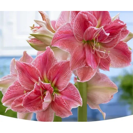 

Amaryllis bulbs Home Garden Decoration Bright for Planting Perennials Bulbs for Planting Pots to Grow