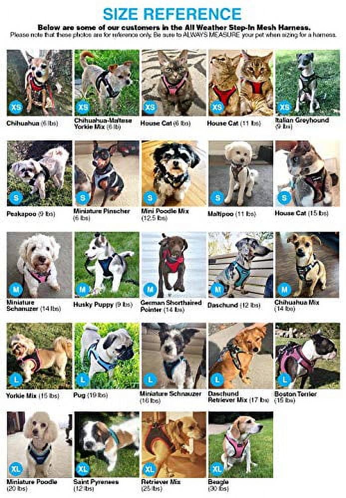Voyager Step-in Air Dog Harness - All Weather Mesh Step in Vest Harness for Small and Medium Dogs and Cats by Best Pet Supplies - Harness (Baby Blue), L (Chest: 18-20.5")