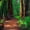 Redwood Forest Path, variant on Elephant Stock Redwood Forest Path Wall Art - Horizontal Multi Panel Canvas - Living Room Wall Decor - Nature Multi Panel - Brown And Green Decor - 23" x 14"