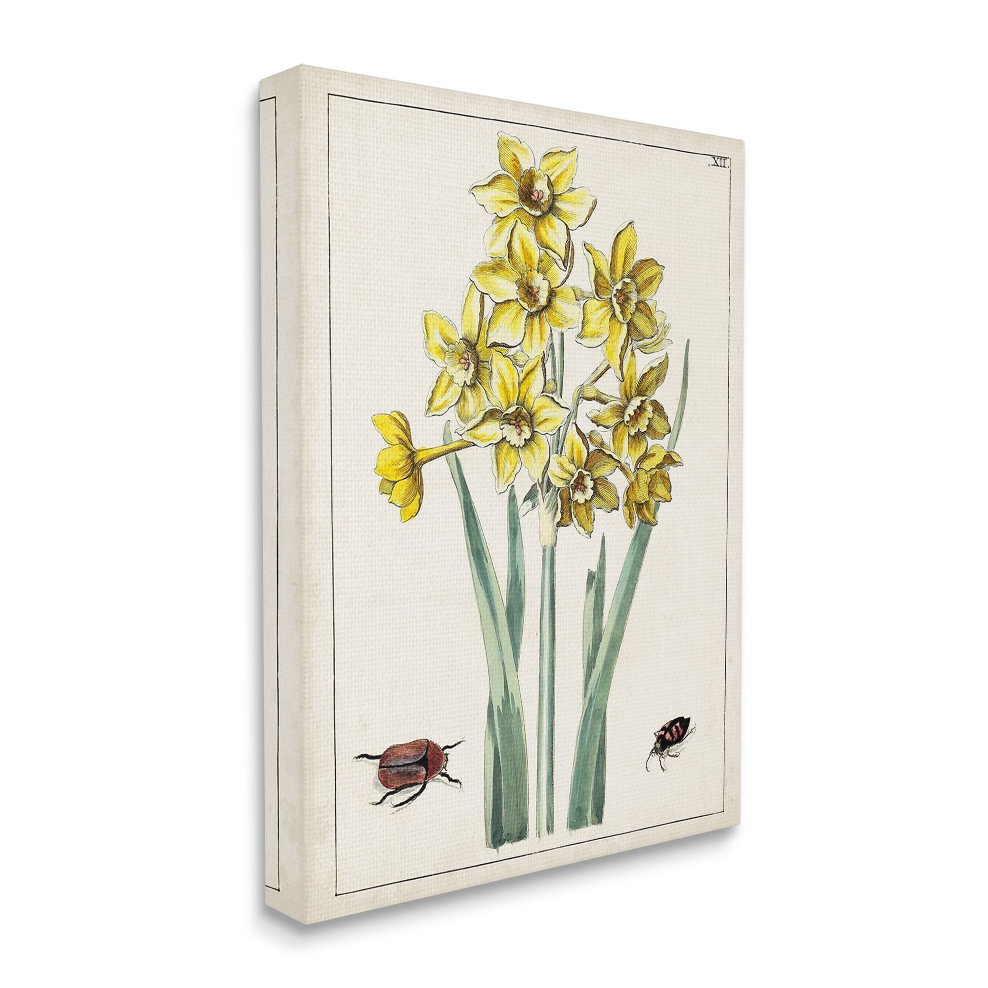 Stupell Industries Beetles with Daffodils Botanical & Floral Painting Gallery Wrapped Canvas Art Print Wall Art, 24 x 30