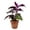 1 Plant, variant on Purple Passion Plant - Royal Velvet Plant - Live Starter Plant in a 2 Inch Pot - Gynura Aurantica - Rare Indoor Houseplant