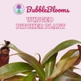 thumbnail image 2 of Winged Pitcher Plant, Carnivorous, in 2 inch Pot, 2 of 9