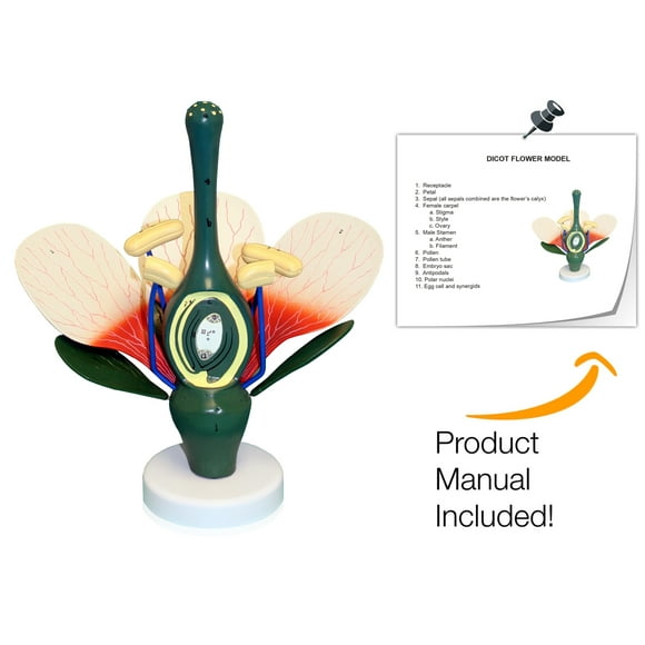 Isaac Technologies IC-B10307 Dicot Flower Model | 8X Enlarged | Can be disassembled | Important Structures are Numbered | Mounted on a Stand | W key Card