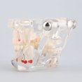 thumbnail image 3 of Ccdes Disease Teaching Study Adult Typodont Demonstration Teeth Model New, Breast Milk Freezer Bags,Breast Milk Bag, 3 of 10