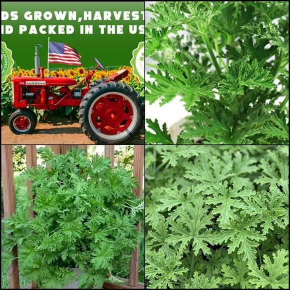 Citronella Plant Seeds