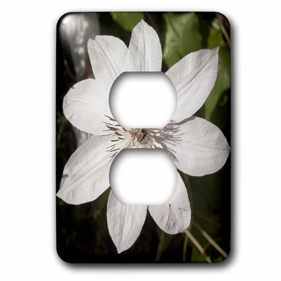 3dRose, Decorative colorful garden botanic classic plant clematis white flower, 2 plug outlet cover