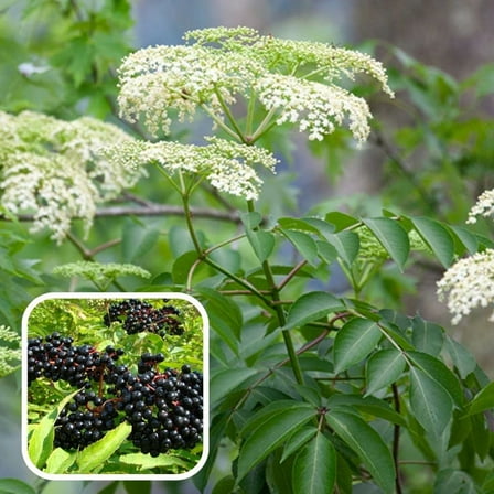 Elderberry Plants Live for Outdoor Planting, Elderberry Plant 4-8 Inch Tall Starter Shrubs