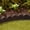 Brown, variant on GroundSmart SmartLoc Scallop Landscape Edging, 4' Black Rubber Garden Edging Border, 4 pack