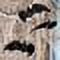 thumbnail image 3 of Hanging Bats (3Pc) - Party Decor - 3 Pieces, 3 of 4