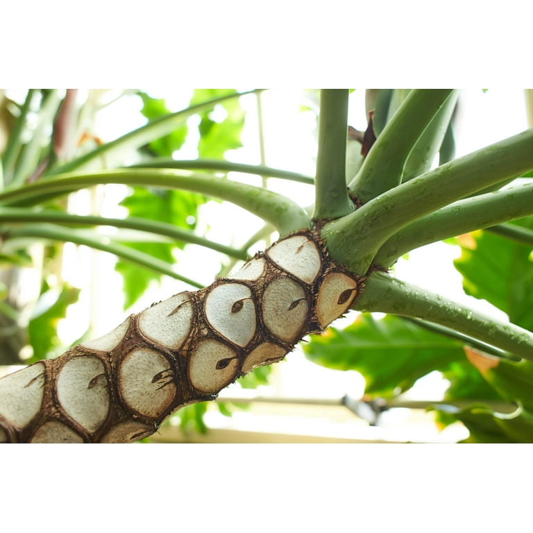 15 Lacy TREE PHILODENDRON Split Leaf Cut-leaf Selloum House Plant Seeds
