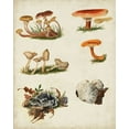 thumbnail image 2 of Vision Studio 20x24 Black Ornate Wood Framed with Double Matting Museum Art Print Titled - Mushroom Species X, 2 of 4