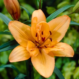 Van Zyverden Lilies Dutch Asiatic Mixture Set of 14 Bulbs