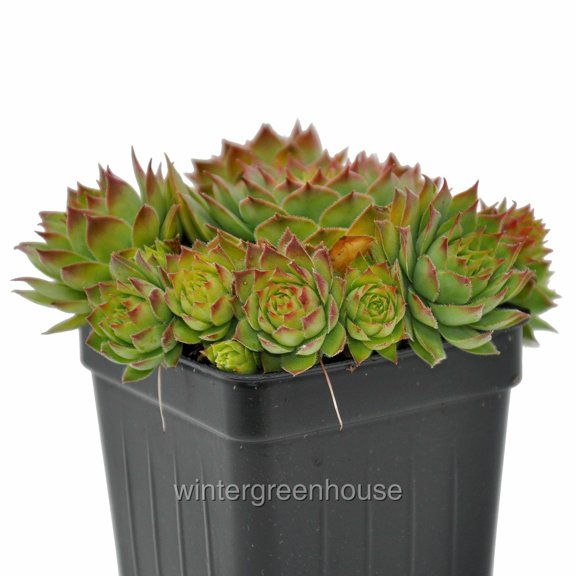 Sempervivum, Montfort, Hen and Chicks - Pot Size: 3in (2.6x3.5in) - Succulents