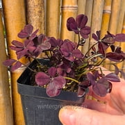 Trifolium Lucky Clover, Coco Mint, Shamrock Clover - Pot Size: 3in (2.6x3.5in) - House Plants