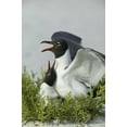 thumbnail image 2 of Morris, Arthur 23x32 White Modern Wood Framed Museum Art Print Titled - Florida, Egmont Key SP Laughing gulls mating, 2 of 4