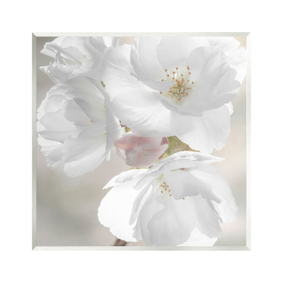 Stupell Industries Apple Blossom Close Up Botanical & Floral Photography Unframed Art Print Wall Art, 12 x 12