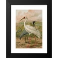 thumbnail image 2 of Johann Friedrich Naumann 11x14 Black Modern Framed Museum Art Print Titled - Gravel Virgo, Gravel Leucogeranus Pallet, 2 of 5