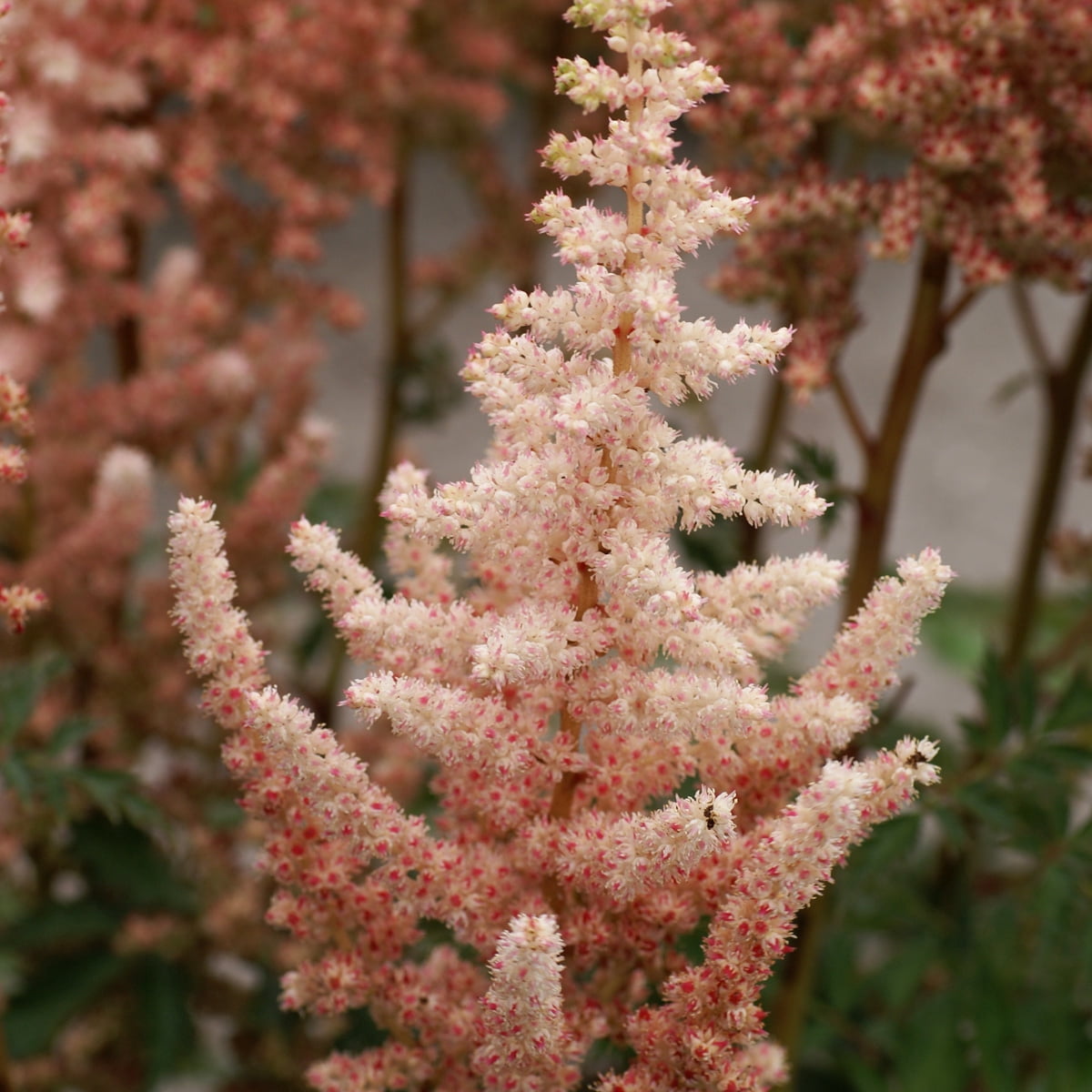 Van Zyverden Astilbe Exclusive Sara's Coral 5 Roots Orange Partial Shade Perennial Pollinator 2 lbs