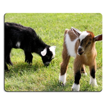 POPCreation Two baby goats on a farm are outside grazing and eating grass Mouse pads Gaming Mouse Pad 9.84x7.87 inches